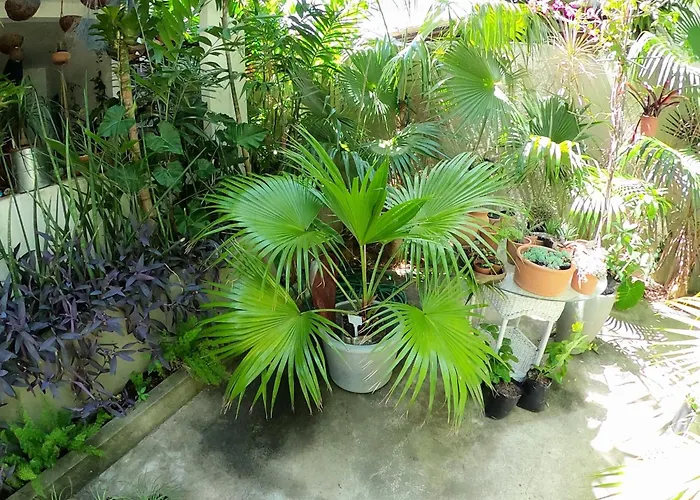 Residencial Casa Flor Atelier Botanico, Ponta Negra